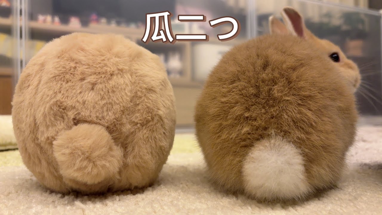 そっくりな相方と出会いました【瓜二つ】