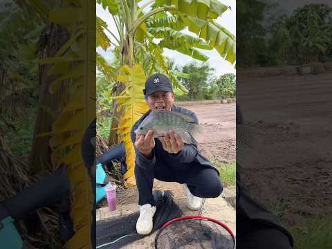 Câu cá sông được hôm trúng mánh ( tập 3 ) #chungnguyenfishing