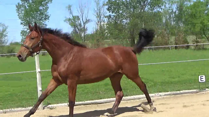 Korah canter left and right May 2019