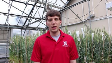 Genetic Architecture of Male Traits for Hybrid Wheat Seed Production