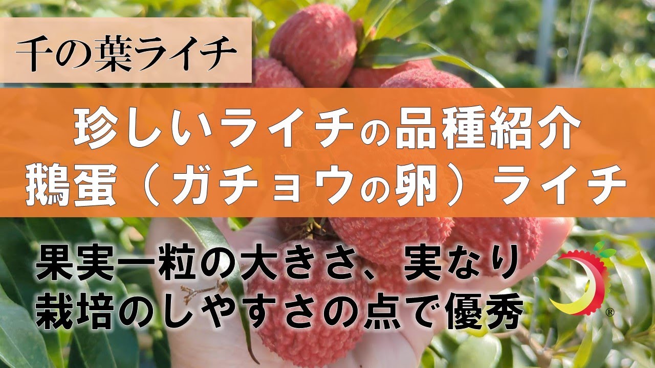 Introduction to rare lychee varieties] Goose egg lychee - YouTube