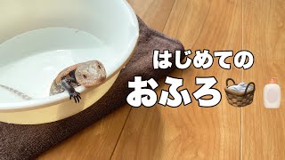 【育児日記#01】爬虫類の正しい温浴方法ご紹介