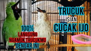 trucukan gacor full isian cucak ijo cocok buat pancingan trucukan agar bunyi gacor