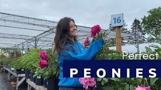 Perfect Peony Varieties❗️ Best Peony Varieties