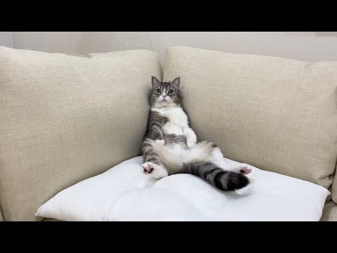 新しいソファーを買ってきたら飼い主より先に猫がこうなってましたwww