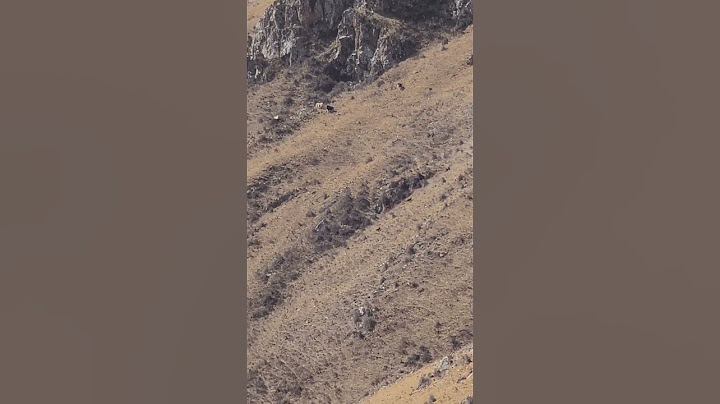 The entire process of Tibetan Mastiffs driving away plateau wolves 藏獒发现高原狼并驱赶高原狼全过程 #animal #wolf