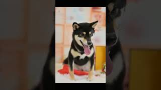 柴犬〘空〙モデルコンテスト正月No1