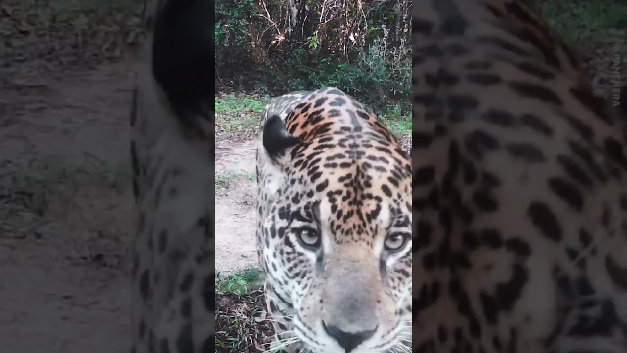 Curious Jaguar Inspects Camera Trap 