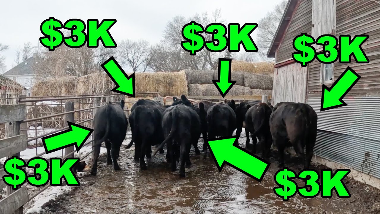 Ненавижу, когда они уходят, но обожаю наблюдать, как они уходят! (В день распродажи)