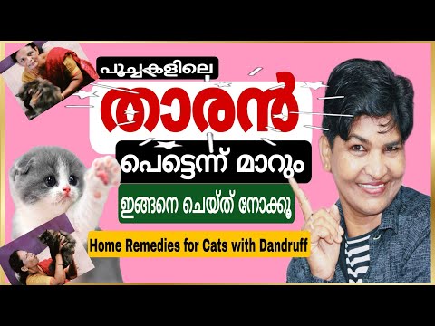 പൂച്ചകളിലെ താരൻ Home Remedies@NANDAS pets