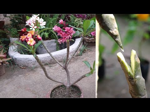 Video: Plumeria Blunt