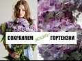 Как сохранить свежесть гортензии