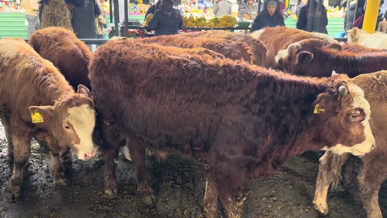 Toshkent Mol bozori Platina Buqalar qatori 18.01.26 fermer.uz 