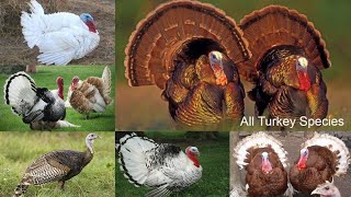 All Turkey Breeds / Types of Turkey / Turkey Birds