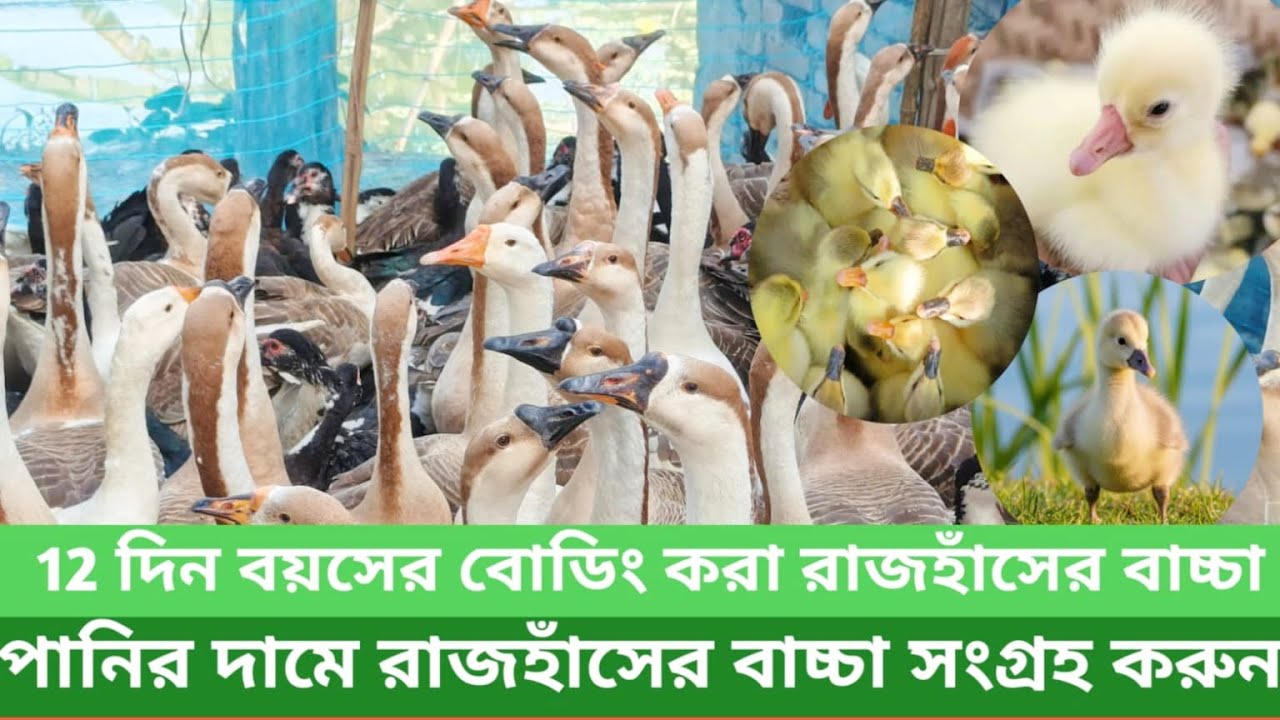 পানির দামে রাজহাঁসের বাচ্চা সংগ্রহ করুন#শেখ ফারুক পোল্ট্রি এন্ড হ্যাচারী #01799855107 #birds 