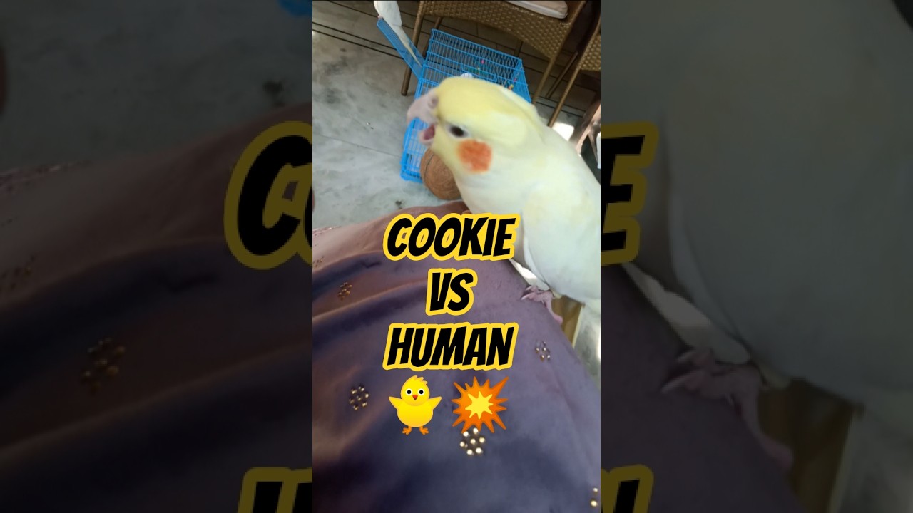 Cookie vs Human 😂 | When My Cockatiel Decides to Fight Back 🐥💥|| 