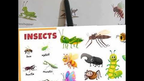 NCERT Class 1 EVS Chapter 13 Animals Around Me.(Explanation with Exercise)