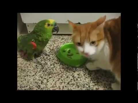 Video: Un gatto attaccherebbe un pappagallo?