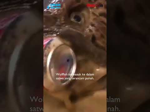 lebih-kuat-dari-hiu,-jari-bisa-putus-oleh-ikan-ini..-#shorts-#wolffish