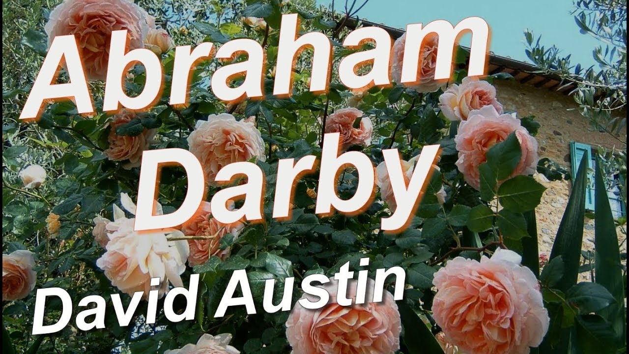 Abraham Darby Rose David Austin