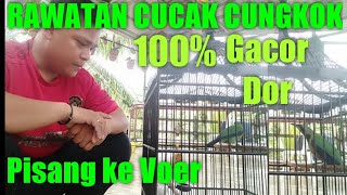 DAILY CARE FOR CUCAK CUNGKOK - 100% GACOR DOR