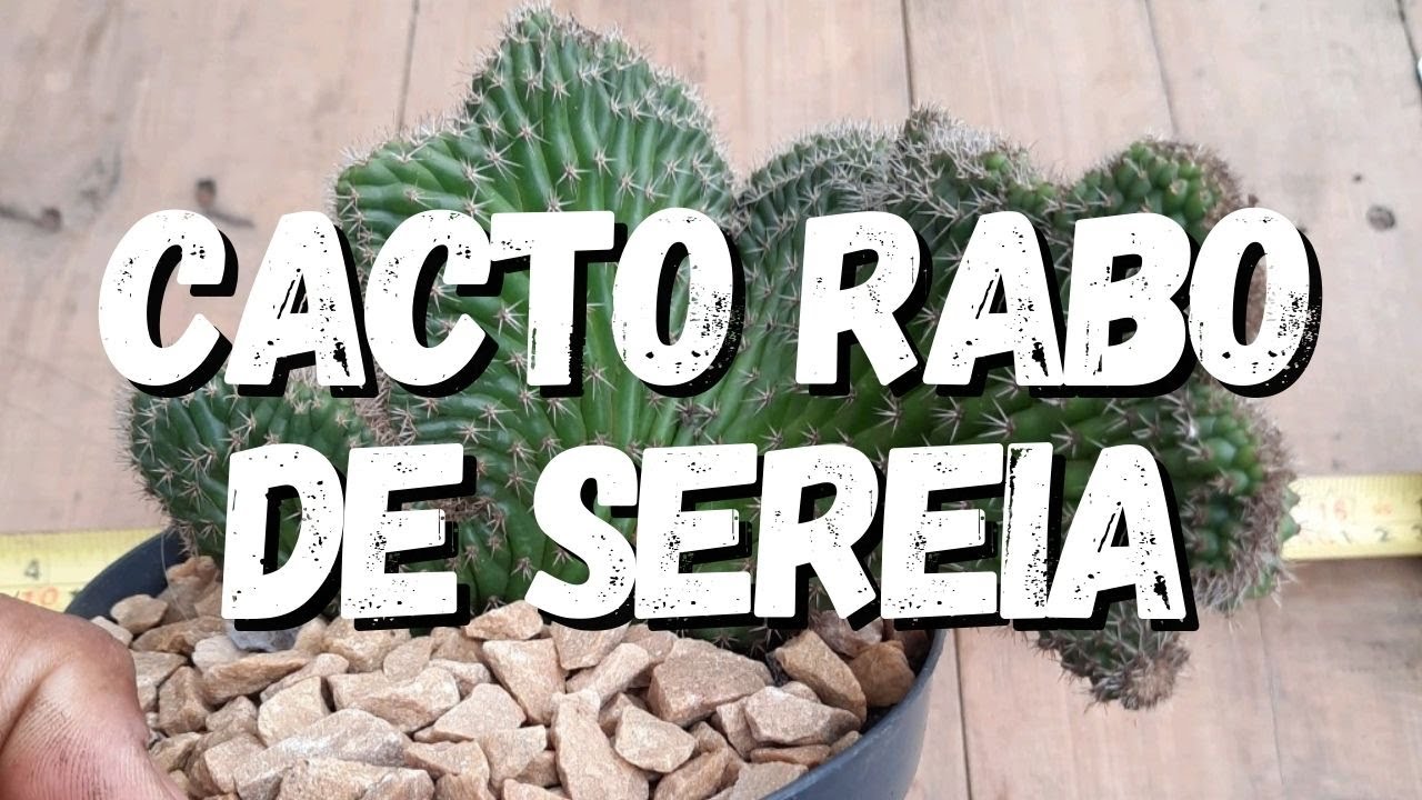 Cacto Rabo de Sereia: Guia Completo Desta Planta - thptnganamst.edu.vn