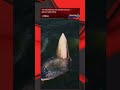 The mechanics of this whale's massive gulp are astounding.