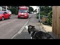 Alaskan Malamute waits for ice cream truck every single day