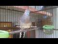 Perkutut Lokal Suara Jernih Jago Memikat Lawan Mp3 - Mp4 Download