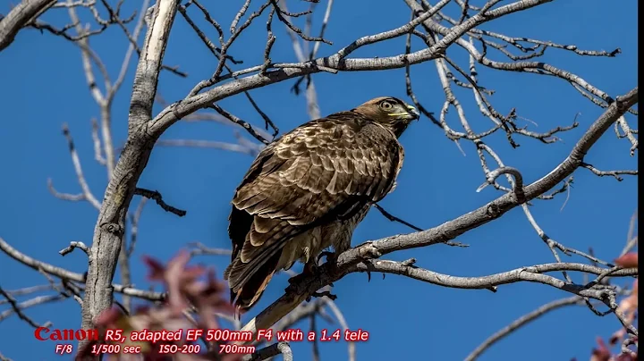 Canon R5 shooting hawks trying to decide if I am g...