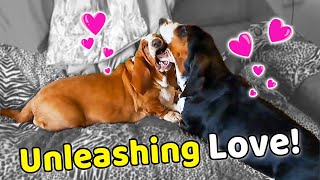 Secrets of an Adorable Basset Duo: Playtime on the Couch!