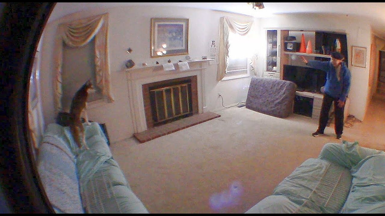 Glory - All Dogs Parkour - Ingenuity Track, Level 1