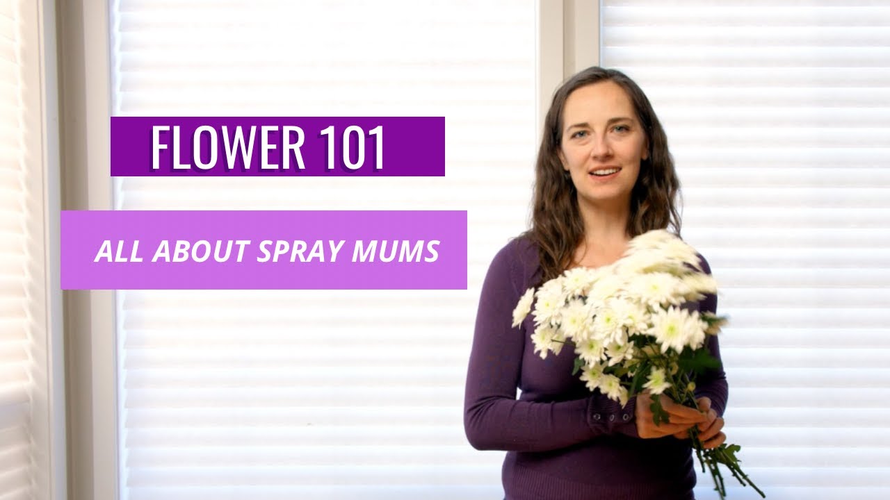 Flower 101 All about Spray Mums YouTube