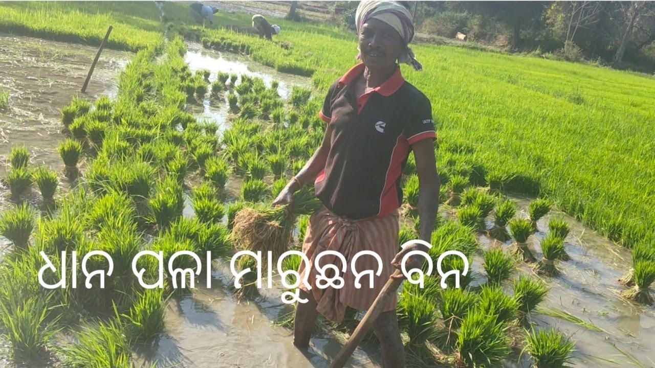 ଧାନ ପଳା ମାରୁଛନ ବିନ 