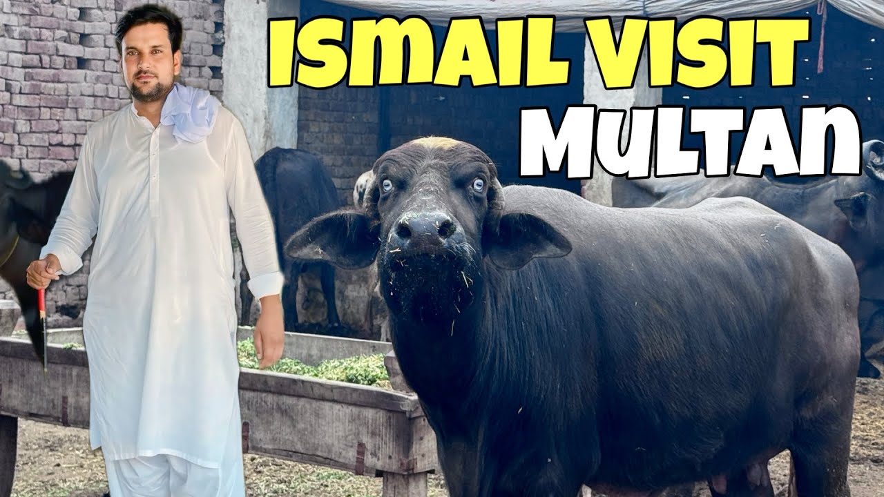 Ismail Jutt Visit Multan - YouTube