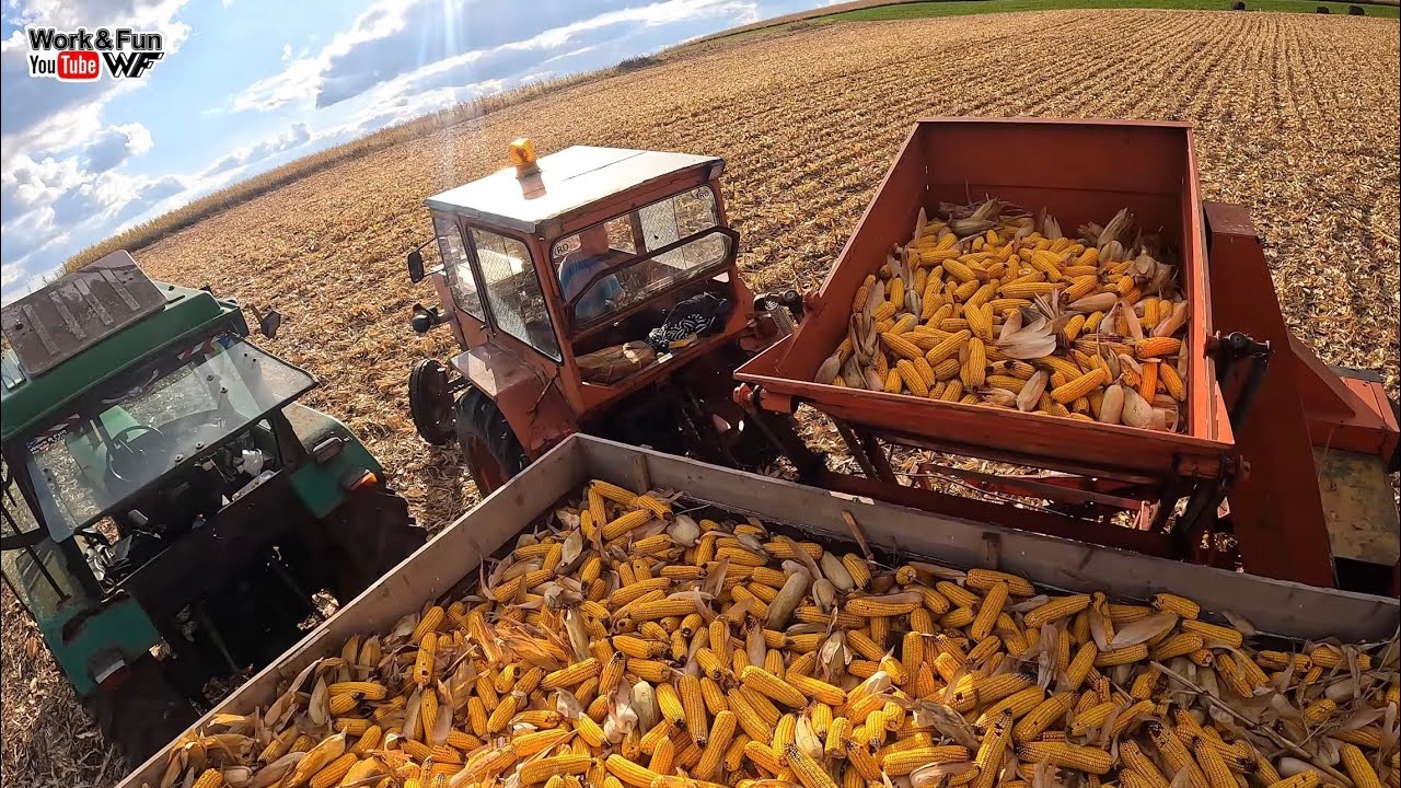 Culegem porumb știulete 🌽 