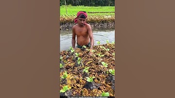 Roots of water hyacinth work as a fertilizer for farmers 🤔l #roots