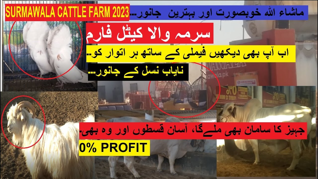 surmawala-cattle-farm-2023-electronic-furniture-installment-plan