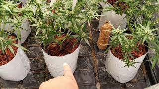 (urgent update)Jack herrer not gelato og in the 4x4 tent