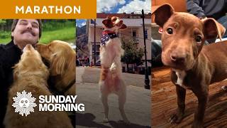 A dog’s life: Stories about man’s best friend