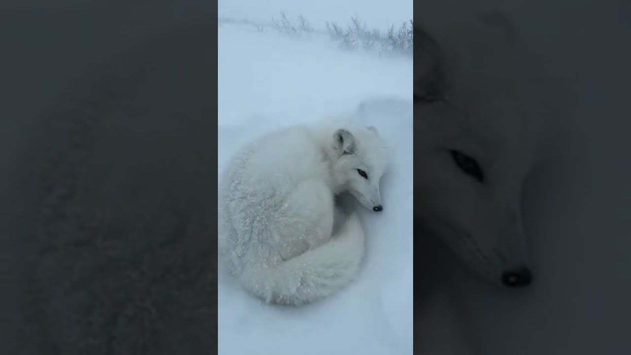 Rescuing the snow fox cub in harsh weather conditions 🥰 