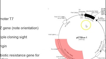 Plasmid vectors