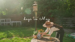 #70 Days in May: Garden’s clean up and Decoration | Summer Rolls Sprouts…