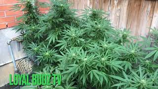 CANNABIS OUTDOOR GROW FLOWERING PT.2