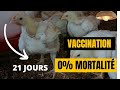 Comment bien vacciner les poulets de chair de 21 jours