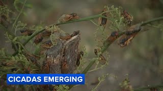 Cicadas litter ground, cover trees in north suburban Park Ridge