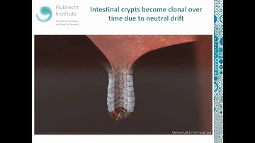 Organoid technology—from adult stem cells to miniature organs