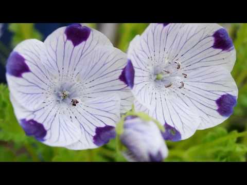Video: Nemophilia Flower Care: How To Grow Five Spot Wildflowers