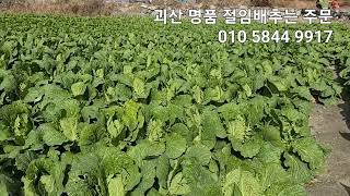 괴산 절임배추는 최고의 농부가 최고의 품질로 안전 먹거리 건강 먹거리 입니다