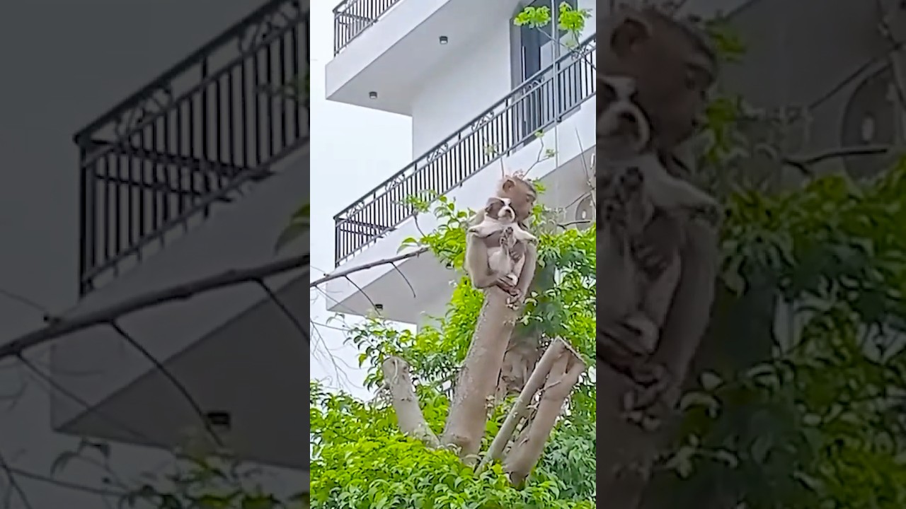 cat oiia but baby monkey holding puppy in tree  